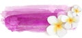 Plumeria on watercolor banner Royalty Free Stock Photo