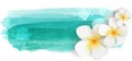 Plumeria on watercolor banner Royalty Free Stock Photo