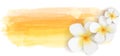 Plumeria on watercolor banner Royalty Free Stock Photo