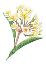 Plumeria Watercolor Plant