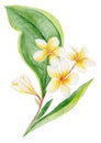 Plumeria Watercolor Plant