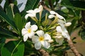 Plumeria White