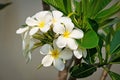 Plumeria White