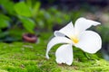 Plumeria white flower on moss and bokeh background (Other names Royalty Free Stock Photo