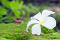 Plumeria white flower on moss and bokeh background Other names Royalty Free Stock Photo