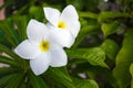 Plumeria white flower from Palau.