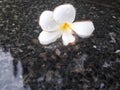 Plumeria white flowers, Plumeria flower floating in the water Royalty Free Stock Photo