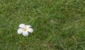 Plumeria white flowers on green grass Royalty Free Stock Photo