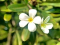 Plumeria white petal on branch isolated with green leaves selective focus and blurred background, a beautiful flower natural. Royalty Free Stock Photo