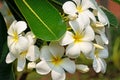 Plumeria White