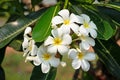 Plumeria White