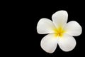 Plumeria white and yellow flower isolated on black background wi