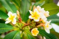 Plumeria yellow and white frangipani tropical spa flower