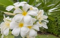 Plumeria obtuse Royalty Free Stock Photo