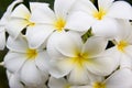 Plumerias Royalty Free Stock Photo