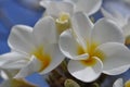 Plumerias Royalty Free Stock Photo