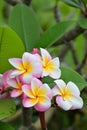 A plumeria or frangipani tree with pink and yellow flowers