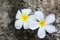 White Plumerias on concrete with moss background Royalty Free Stock Photo