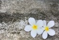 White Plumerias on concrete with moss background Royalty Free Stock Photo