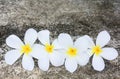 White Plumerias flower on concrete with moss background Royalty Free Stock Photo
