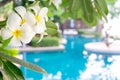 Plumerias flower on the tree, background be swimming pool Royalty Free Stock Photo