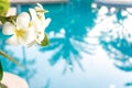 Plumerias flower on the tree, background be swimming pool Royalty Free Stock Photo