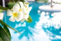Plumerias flower on the tree, background be swimming pool Royalty Free Stock Photo