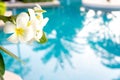 Plumerias flower on the tree, background be swimming pool Royalty Free Stock Photo