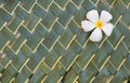 Plumerias on green coconut leafs Royalty Free Stock Photo