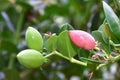 Plumerira fragrant flowering plant Royalty Free Stock Photo