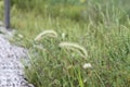 Plumes of grass 1915