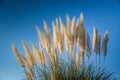 Plant Pampas Grass Hunker. Plumes of pampas grass against a blue sky Royalty Free Stock Photo