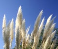 Plumes swaying in the tropic breeze Royalty Free Stock Photo
