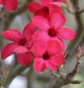 Plumia pink flowers at sunny day