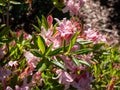 The plumleaf azalea Rhododendron prunifolium flowering with orange to red, funnel-shaped flowers with long stamens in the garden Royalty Free Stock Photo