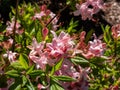 The plumleaf azalea Rhododendron prunifolium flowering with orange to red, funnel-shaped flowers with long stamens in the garden Royalty Free Stock Photo