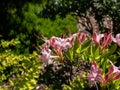 The plumleaf azalea Rhododendron prunifolium flowering with orange to red, funnel-shaped flowers with long stamens in the garden Royalty Free Stock Photo