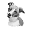 Plummer Terrier dog portrait isolated on white. Digital art illustration of hand drawn dog for web, t-shirt print and puppy food