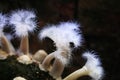 Plumose Anemone (Metridium farcimen) Royalty Free Stock Photo