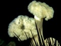 Plumose Anemone (Metridium farcimen) Royalty Free Stock Photo