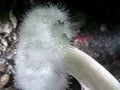 Plumose Anemone Metridium farcimen Royalty Free Stock Photo