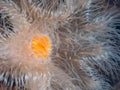 Plumose anemone, Metridium senile. Orkney, Scotland