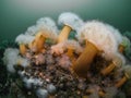 Plumose Anemones in the blue waters of St Abbs. Royalty Free Stock Photo