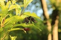 Deformed Black Swallowtail on Joe Pye Weed Royalty Free Stock Photo