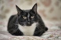 black and white cat portrait Royalty Free Stock Photo