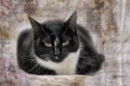 plump black and white cat Royalty Free Stock Photo