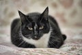 black and white cat portrait Royalty Free Stock Photo