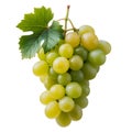 Plump bunch of vibrant green and yellow grapes with a single leaf vactor green grapes Royalty Free Stock Photo