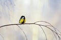 plump chickadee bird sitting on the branch of a birch in a Sunny Park on a winter morning