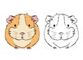 Plump cute colorful guinea pig, sketch vector graphics black and white drawing.